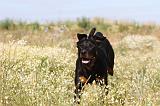 BEAUCERON 282